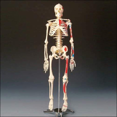 Skeleton Model