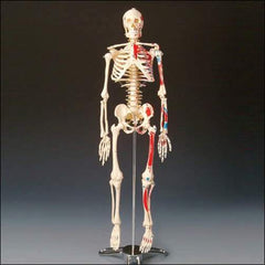 Skeleton Model