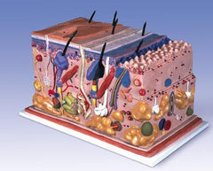 Human Skin Block 70 Times Full-Size Model