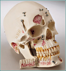 dental skull education 