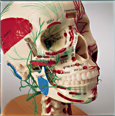 Skull Brain Model Arteries Nerves Muscles Cervical