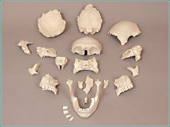 Skull Model Premier Dissected in 18 Parts Painted or Not Painted