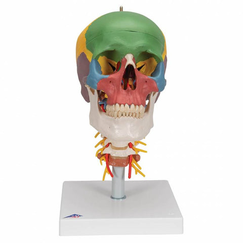 human skull model a20-2