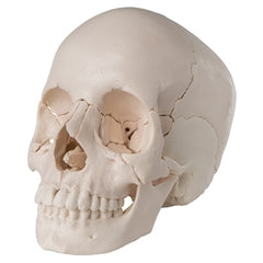 skull model A290