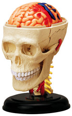 Human Skull On Cervical & Nerves Anatomy 31 Part