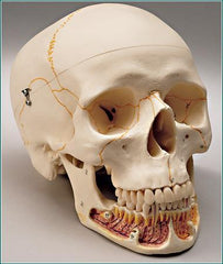 skull model 