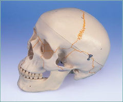 human skull model