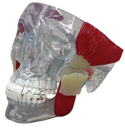 TMJ skull model