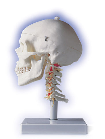 Skull Model On Cervical Spine 4 Part