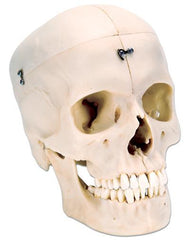 skull model bisected