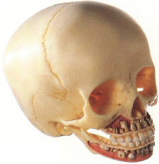 Dental Skull With Second Dentition 6-Year Old Child Model