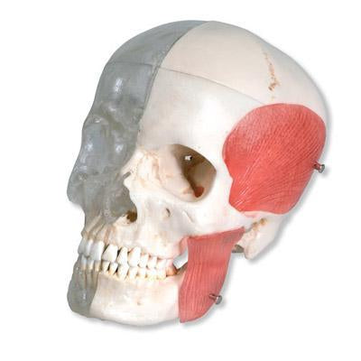 Dental Skull Periodontal, Transparent & Bony 8 Part