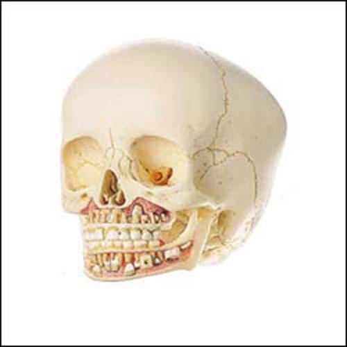 Dental Skull With Second Dentition 6-Year Old Child Model