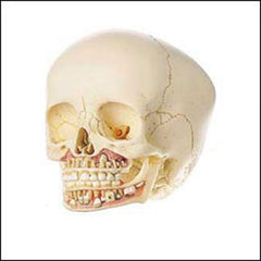 Dental Skull With Second Dentition 6-Year Old Child Model