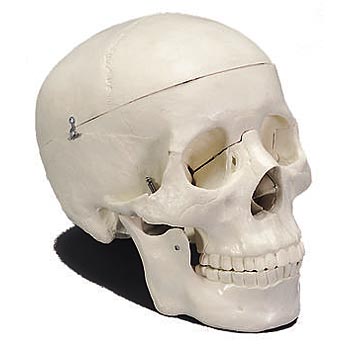 Human Skull Model