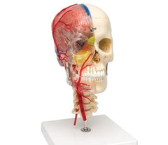 Neurovascular Skull Model  Artheries  Periodontal Sockets On Cervical 7-Part  Didactic  Academy  Deluxe