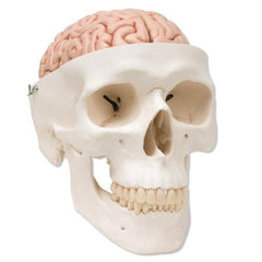 skull model with brain