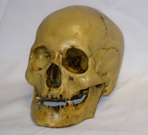 Skull Model Education "Antique"