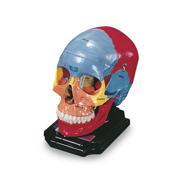 Skull Breakaway Maxilla NeuroCranial Studies