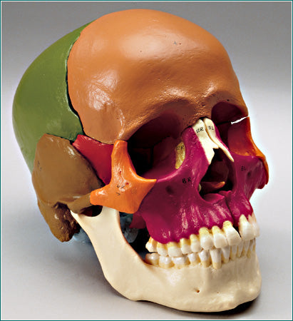 Skull Model 14 Parts  Academy Classic Anatomical Model