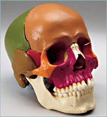 Skull Model 14 Parts  Academy Classic Anatomical Model