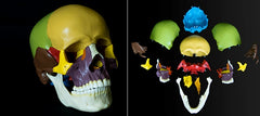 Skull Model 14 Parts  Academy Classic Anatomical Model