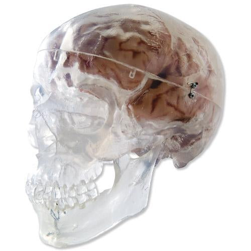 transparent skull model with brain