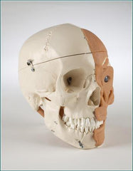 skull model anatomical model