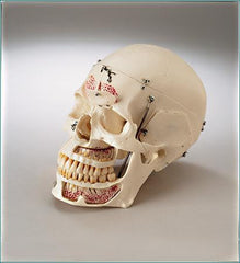 Dental Skull Model With Display Case Deluxe Academy