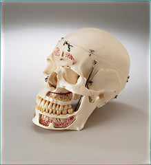 Dental Skull Model With Display Case Deluxe Academy  Dental Skull Academy &