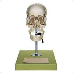 Skull Educational Model 22 Part Disarticulated