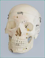 skull anatomical models