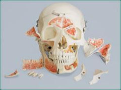 skull anatomical models