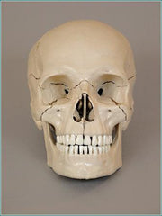 skull model