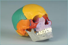skull model