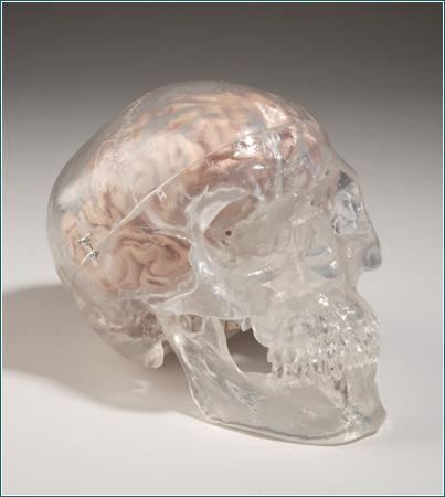 skull model see through