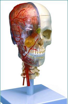 Didactic Academy Skull 7-Part Deluxe On Cervical