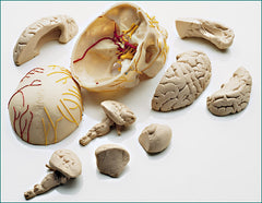 skull model neuro anatomy 