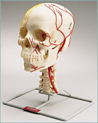 Skull Neurovascular Cranial Nerves Arteries Academy Education