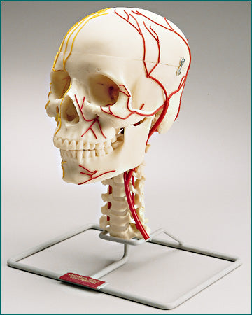 Neurovascular Skull Model Cranial Nerves Arteries & Brain 8 Part Academy Education