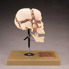 Skull Educational Model 22 Part Disarticulated