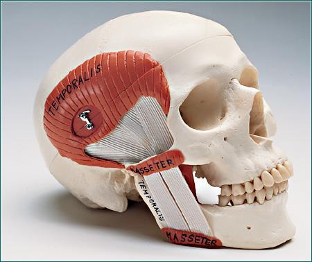 tmj skull model