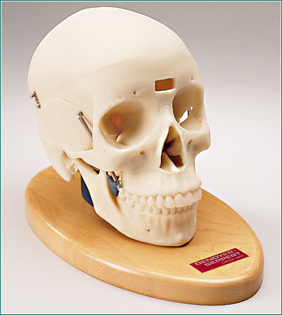 skull model x-ray opacity