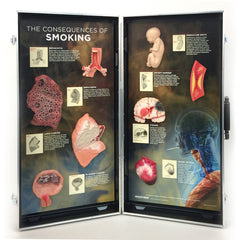 Smoking Tobacco Model Display 