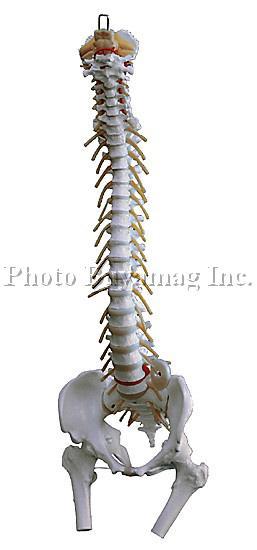 Spine Model "B" 35" Life Size Flexible Adult With Stand