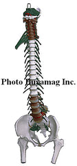 Spine "D" 35" Life-sized Adult Spine Model