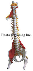 Spine "E" 35" Deluxe Life-sized Adult Spine With Muscles Model
