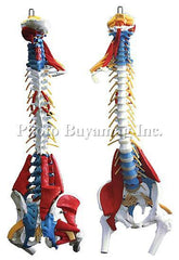 Spine-Muscle Model "F" 35" Deluxe Life-Size Flexible  with Stand