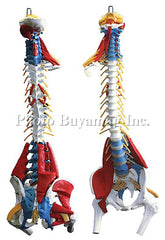 Spine "F" 35" Deluxe Life-sized Adult Spine With Muscles Model