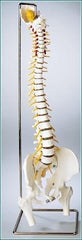 Spine Model "B" 35" Life Size Flexible Adult With Stand